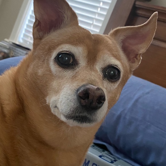 Meet your Posher, Laurie - Picture 1 of 1